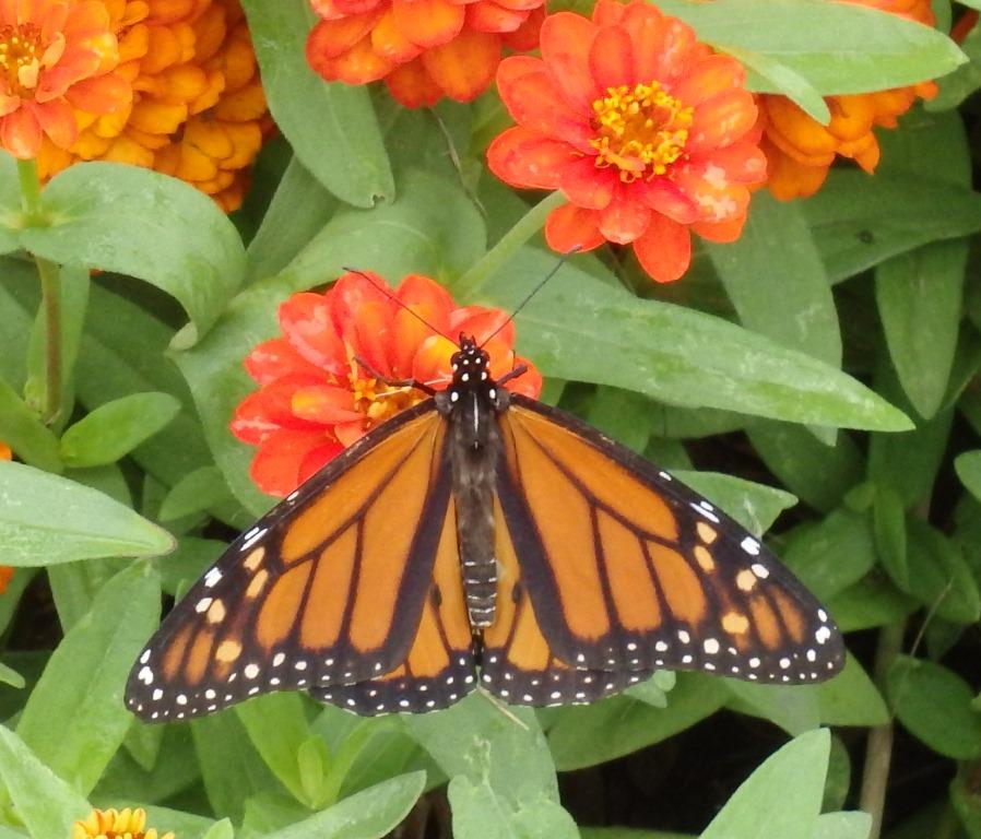 A monarch butterfly perched on vibrant orange flowers